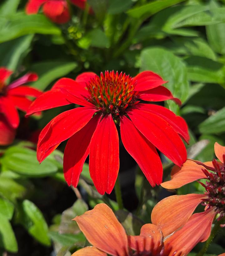 Echinacea Guatemala™ 'Papaya'