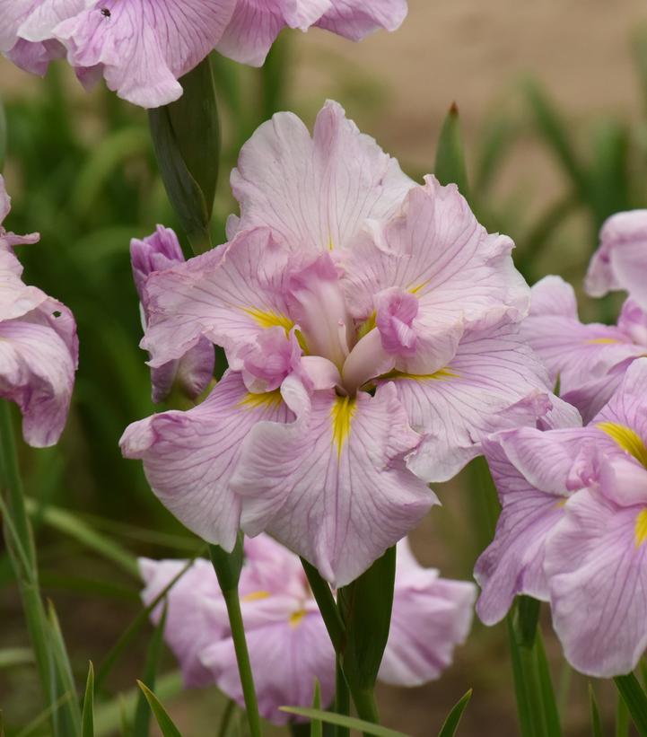 Iris ensata 'Pinkerton'
