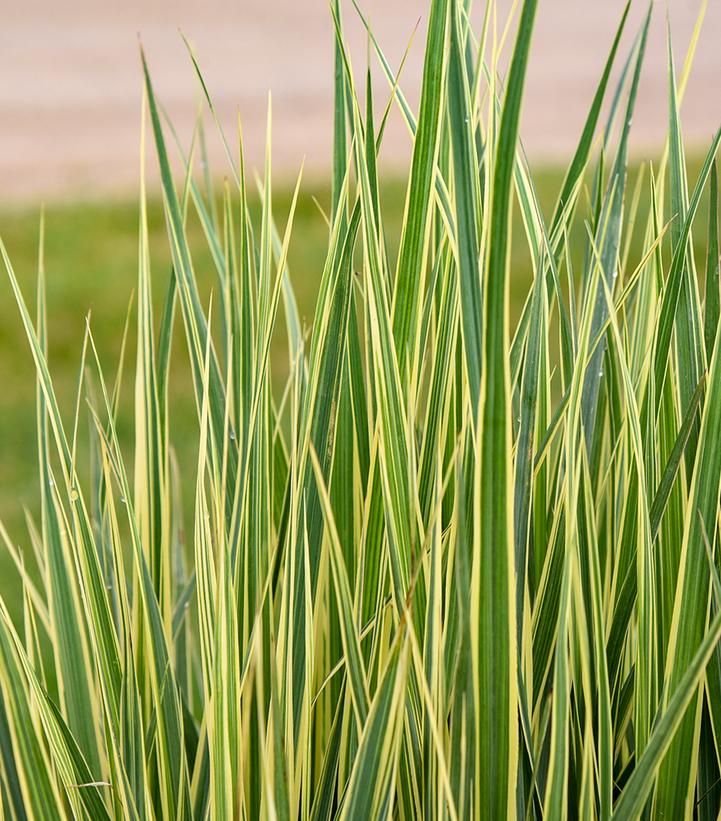 Panicum Prairie Winds® 'Switcheroo'