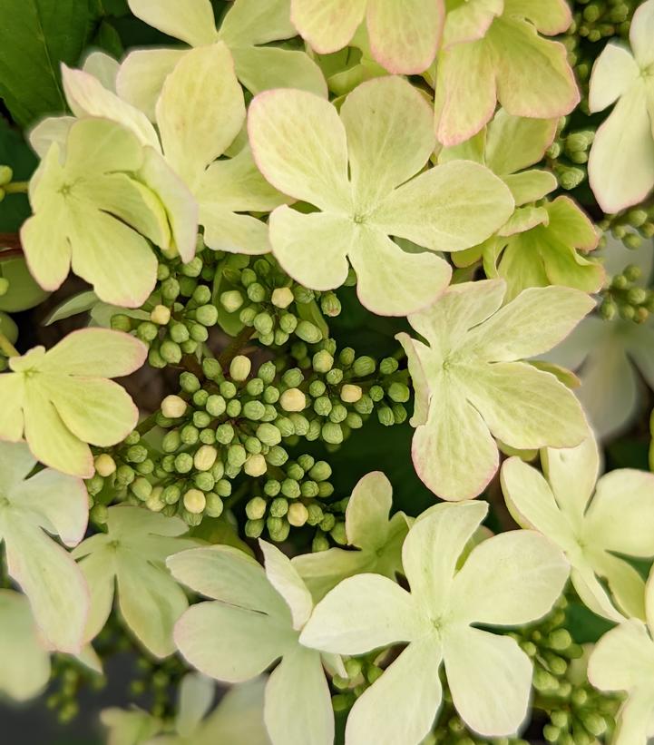 Viburnum plicatum Kilamandjaro® Sunrise