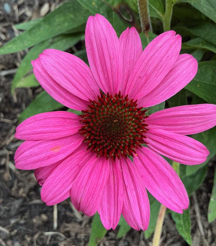 Echinacea x Sunmagic Vintage Hot Pink