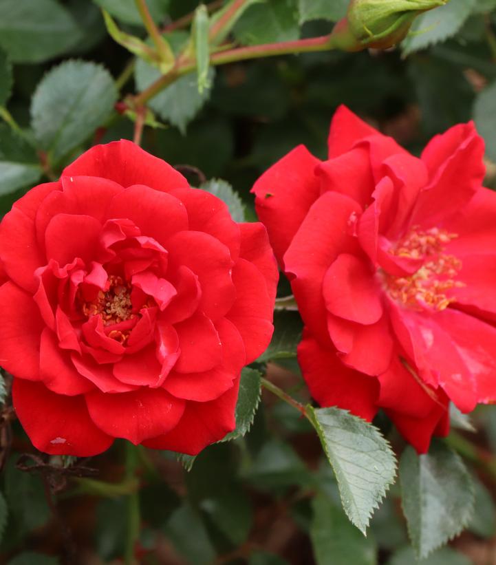 Rosa x Oso Easy® Pathfinder™ Red