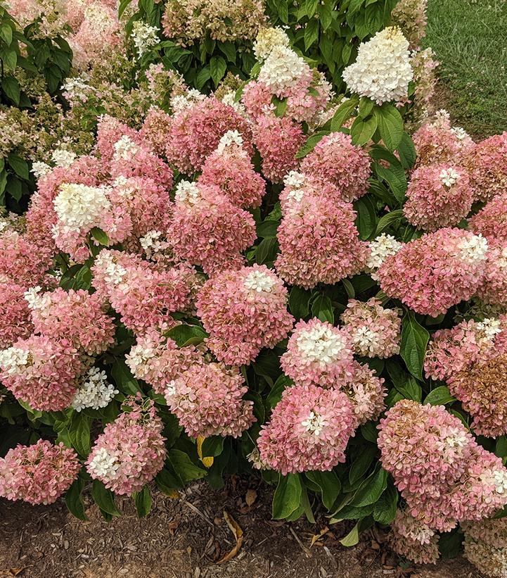 Hydrangea paniculata Sweet Starlight®