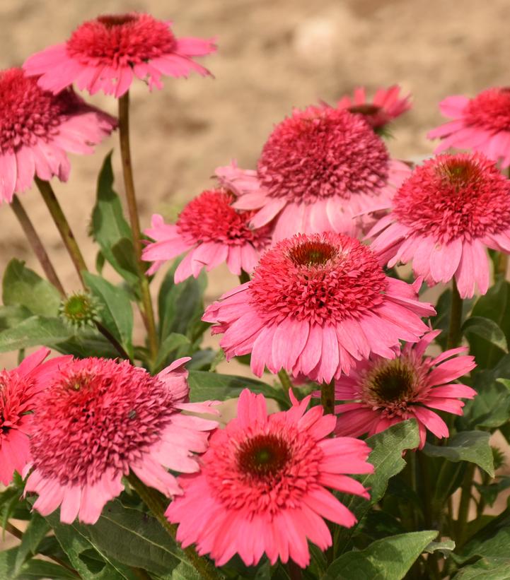 Echinacea x Double Coded® 'Coral Cranberry'