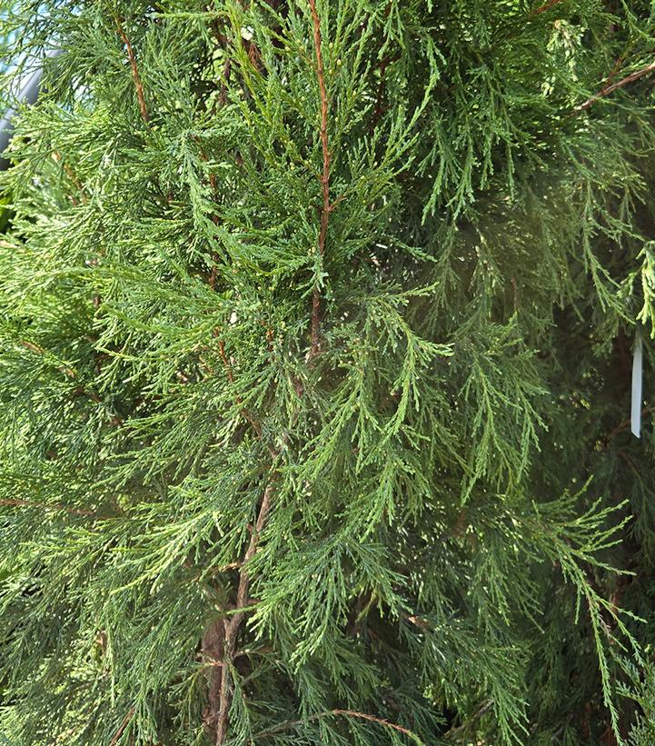 Juniperus scopulorum 'Woodward'