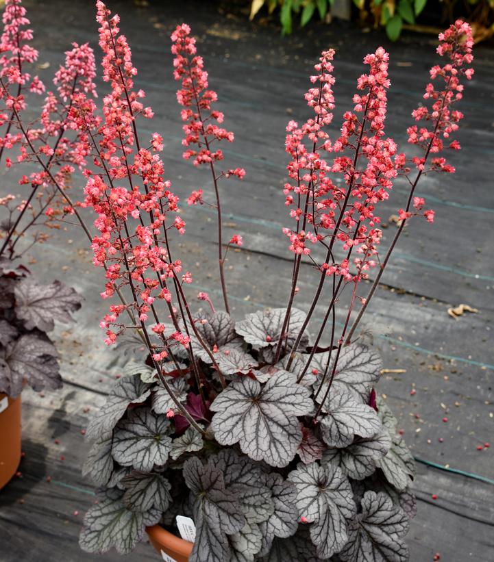 Heuchera hybrid Dolce® 'Glazed and Infused'