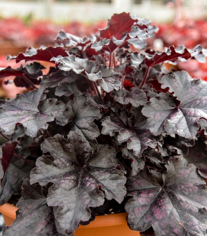 Heuchera hybrid Dolce® 'Sultry Night'