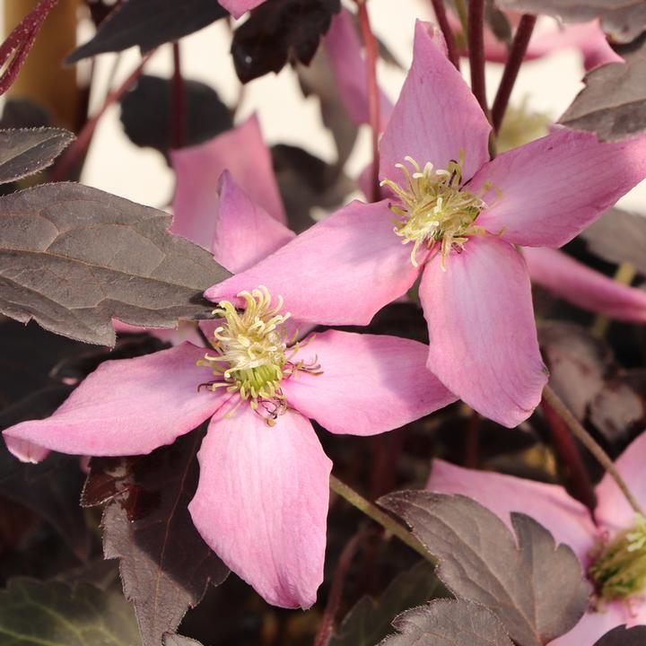 Clematis montana Moongate Mocha™