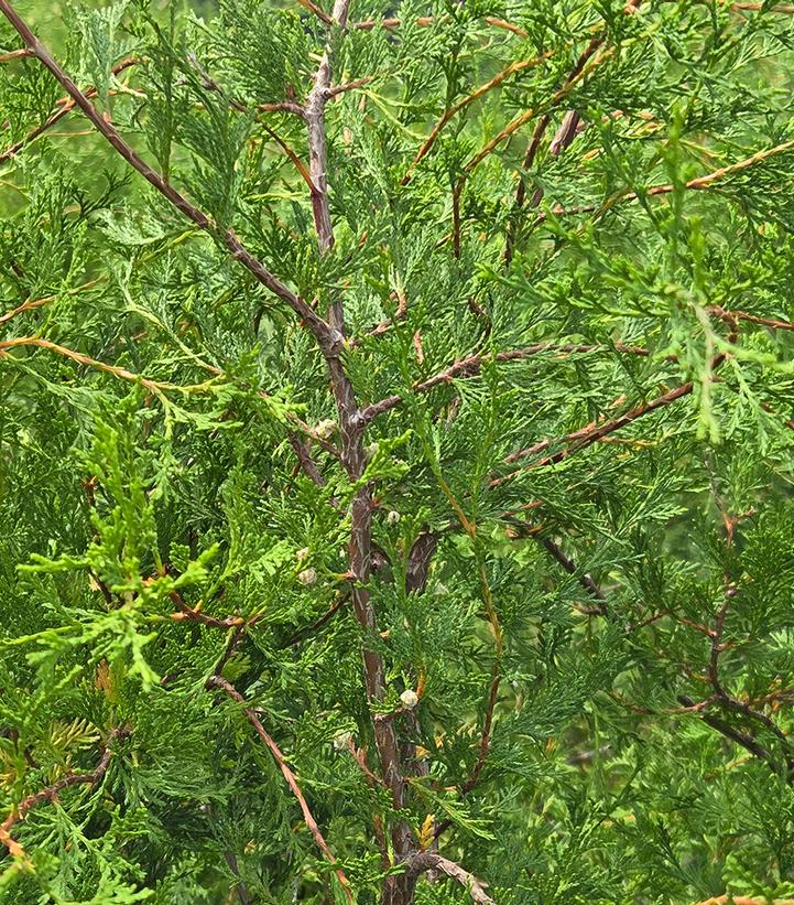 Chamaecyparis thyoides 