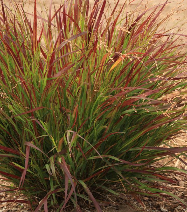 Panicum Dream Catcher® Cherry Bomb™