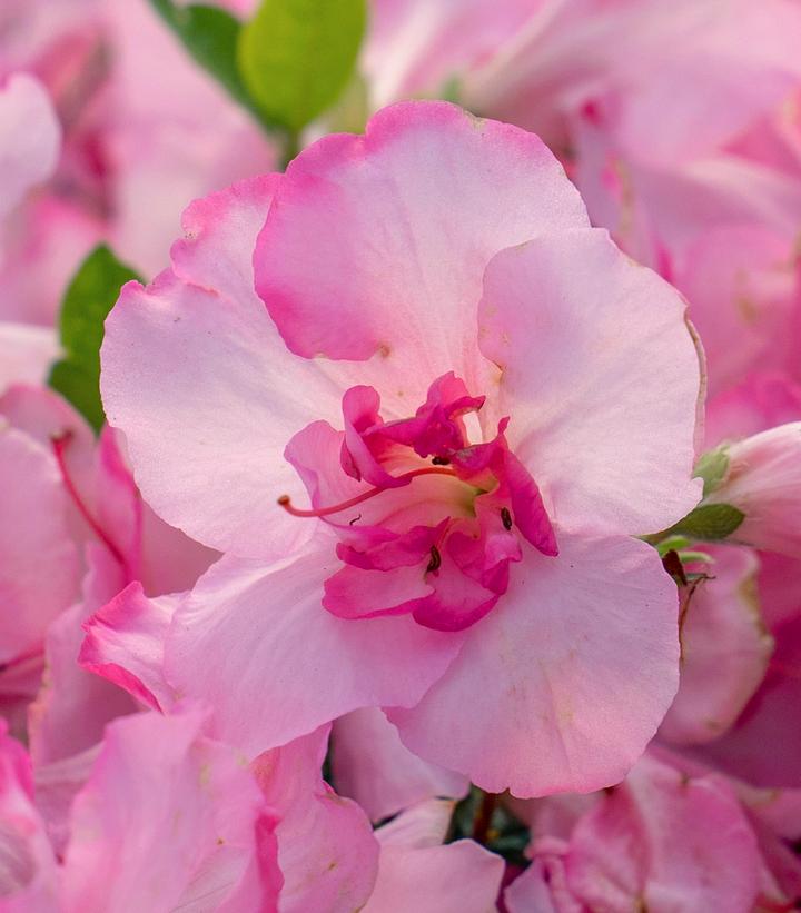 Azalea x Encore® Autumn Kiss®