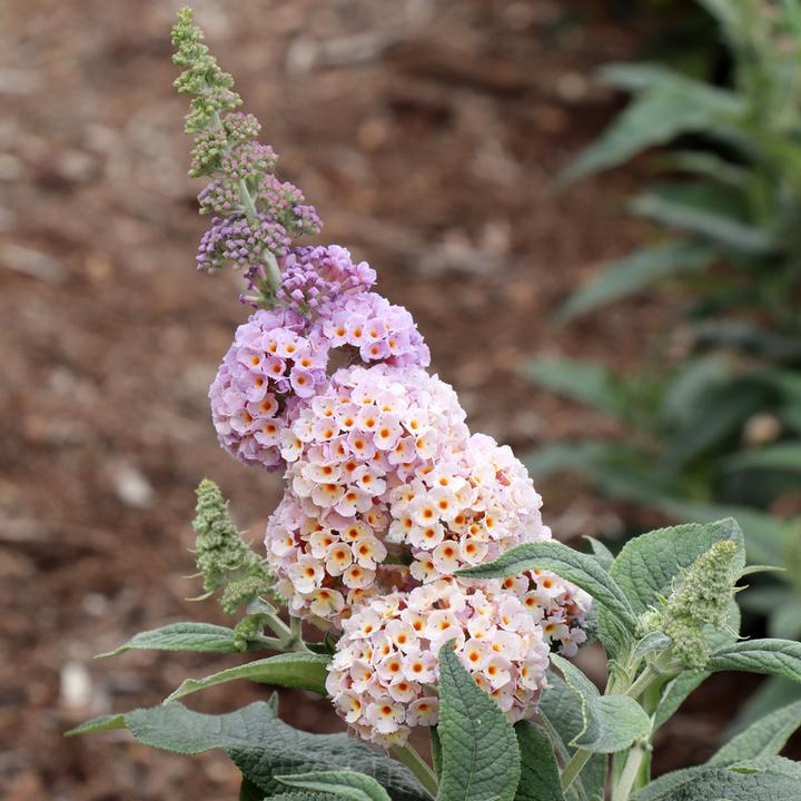 Buddleia x Pugster Sorbet™