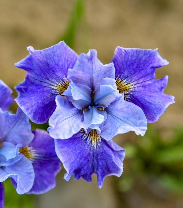 Iris sibirica Tutu Blue