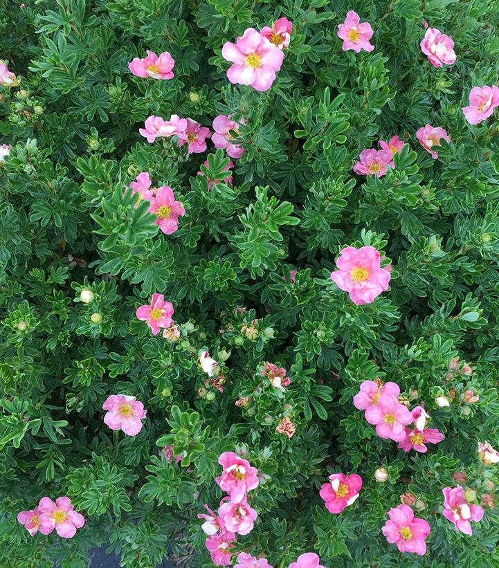 Potentilla fruticosa Buzzin' Pink™