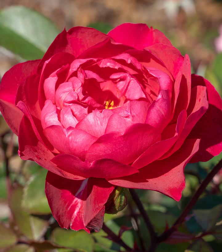 Rosa Triple Knock Out®