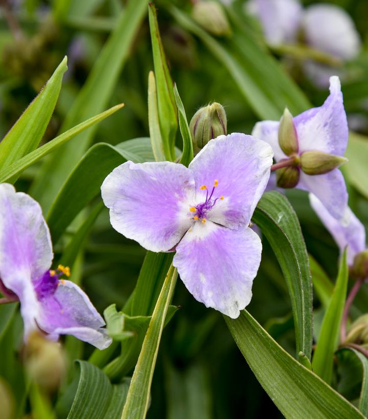 Tradescantia hybrid 'Webmaster'
