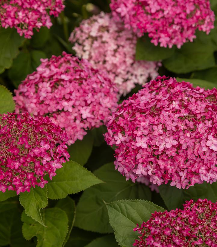 Hydrangea arborescens DreamScape™