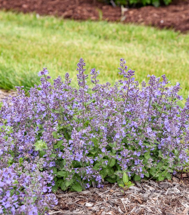 Nepeta hybrid 'Catwalk Queen'