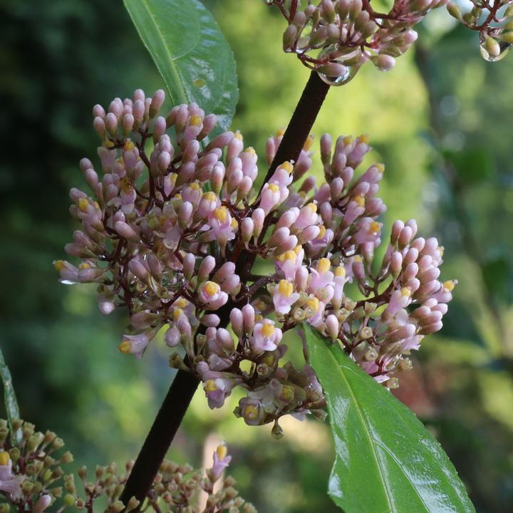 Callicarpa x Bubble Up®