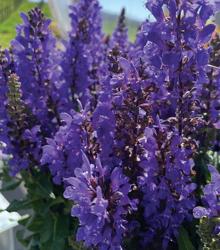 Salvia nemorosa 'Noble Knight'