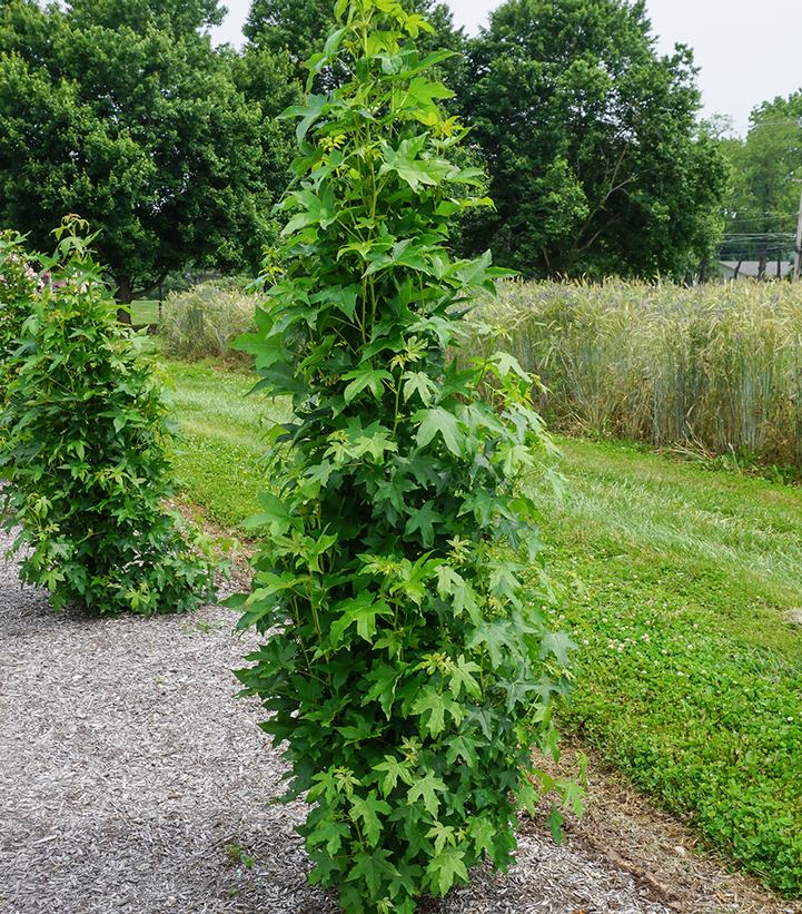 Liquidambar styraciflua StraightUp!™