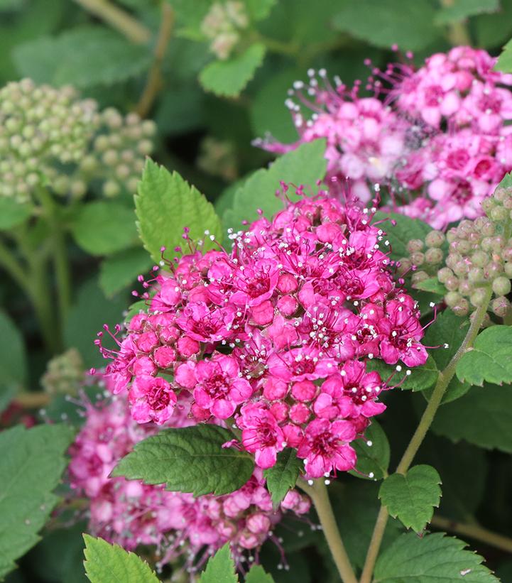 Spiraea japonica Double Play® Double Play® Princess™