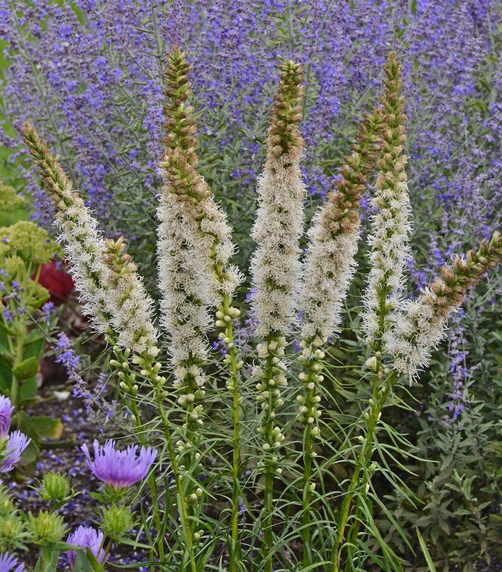 Liatris spicata 'Floristan White'