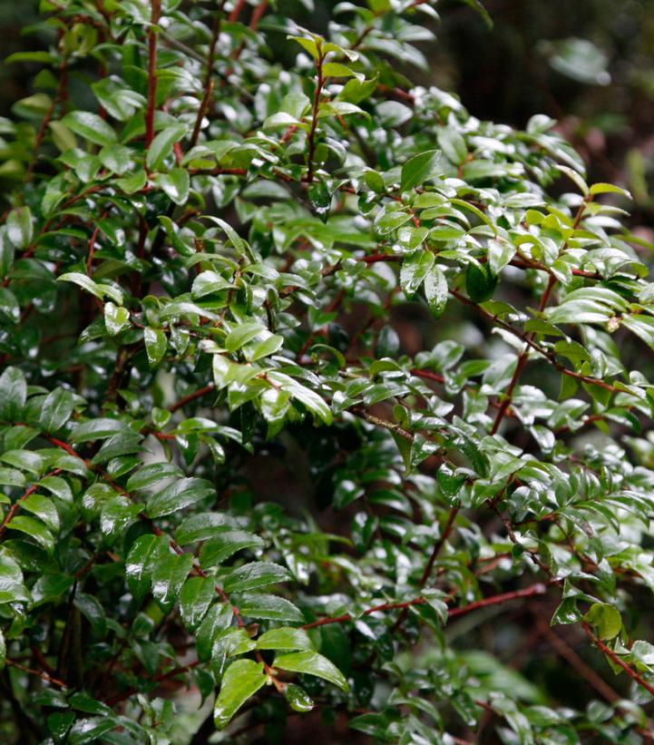 Vaccinium ovatum 