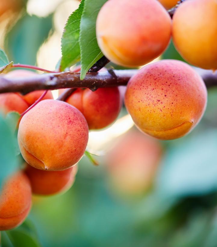 Prunus armeniaca 'Goldrich'