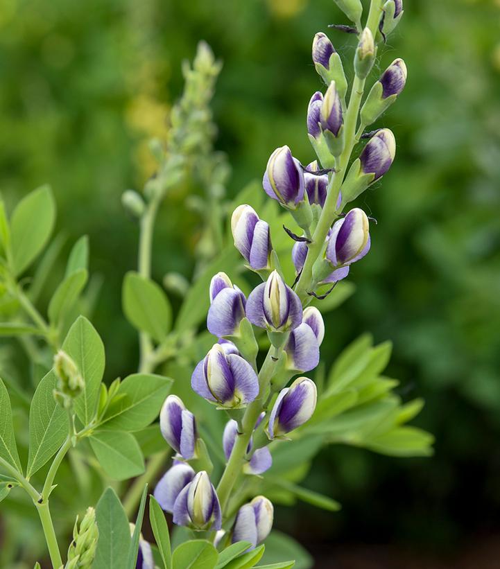 Baptisia 'Musical Duet'