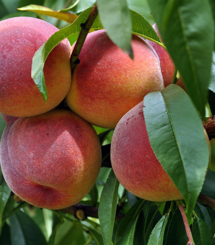 Prunus persica Fruit Snacks® Blushing Pearl™