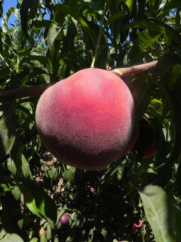 Prunus persica Fruit Snacks® Sweet Sensation™
