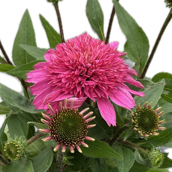 Echinacea purpurea SunMagic® Double Hot Pink