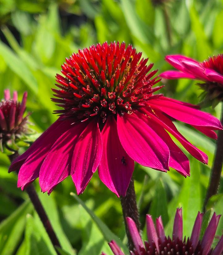 Echinacea x SunMagic® 'Petite Burgundy'