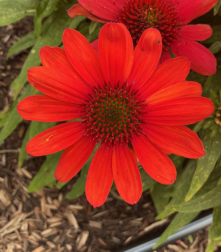 Echinacea x SunMagic® Vintage 'Electric Orange'
