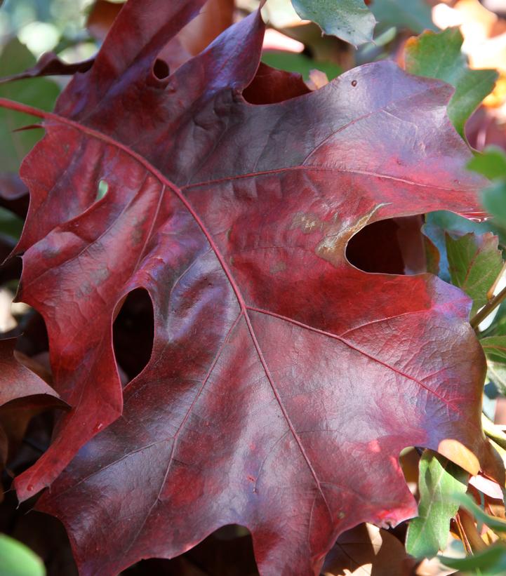 Quercus velutina 
