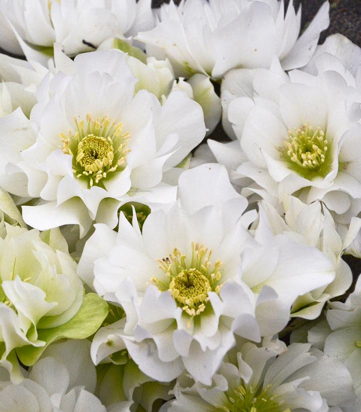Helleborus WEDDING PARTY® 'Wedding Bells'