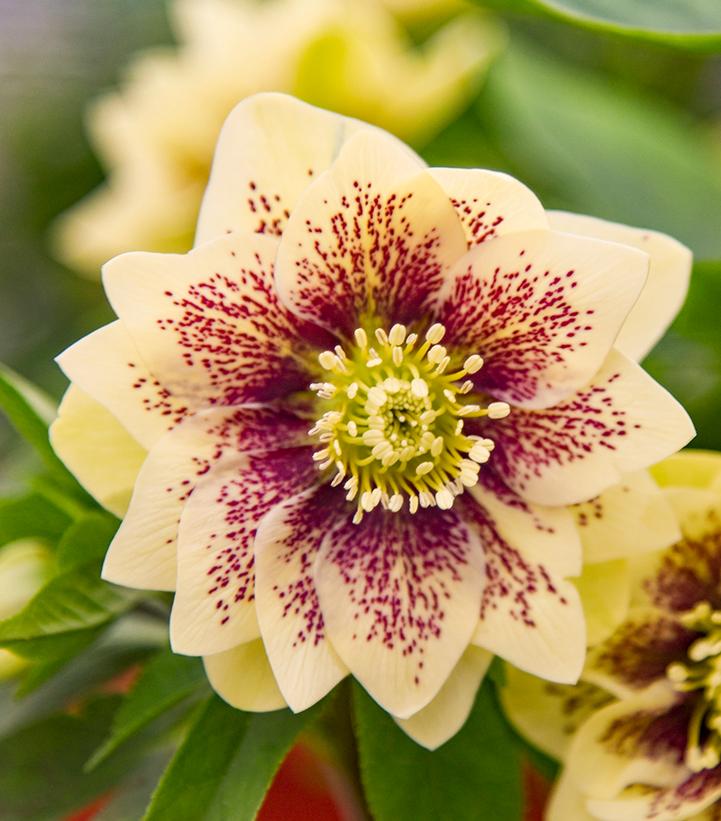 Helleborus WEDDING PARTY® 'Father of the Bride'