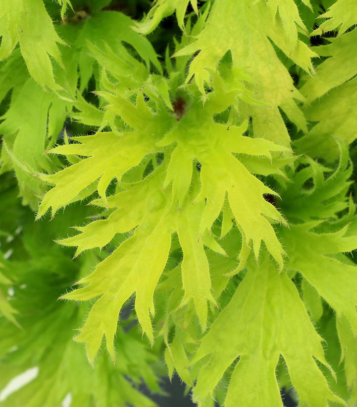 Heuchera FYRE WING™ 'Heliodor'