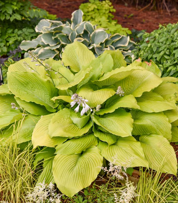 Hosta hybrid Shadowland® Giant 'Humungosaurus'