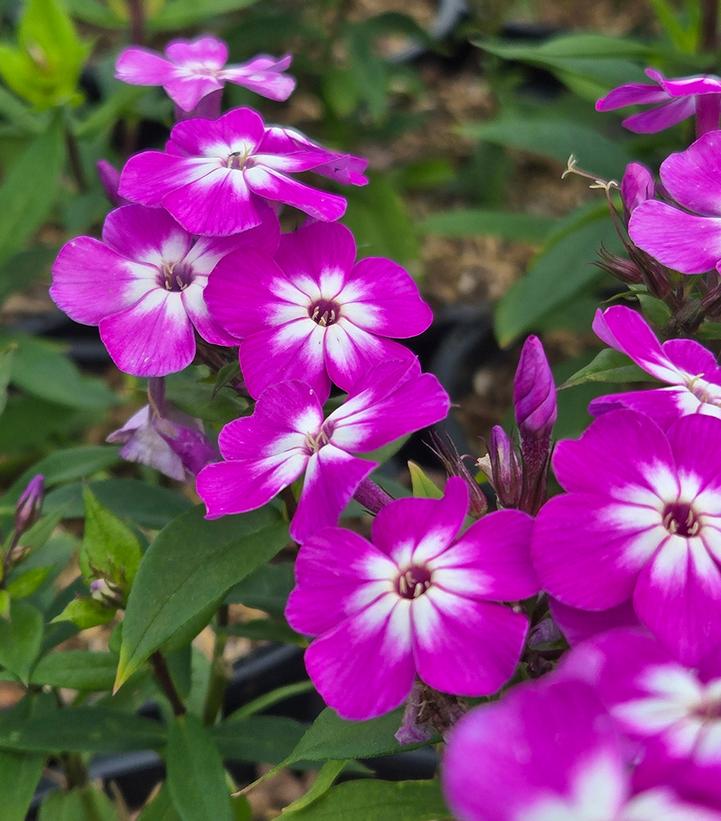 Phlox paniculata Flame® Pro Purple