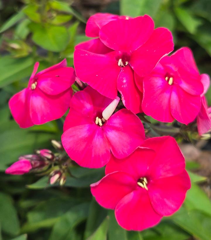 Phlox paniculata Flame® Watermelon