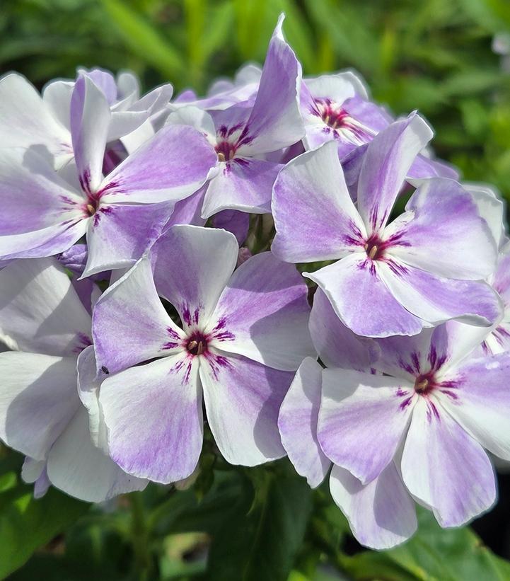 Phlox paniculata Flame® Light Blue