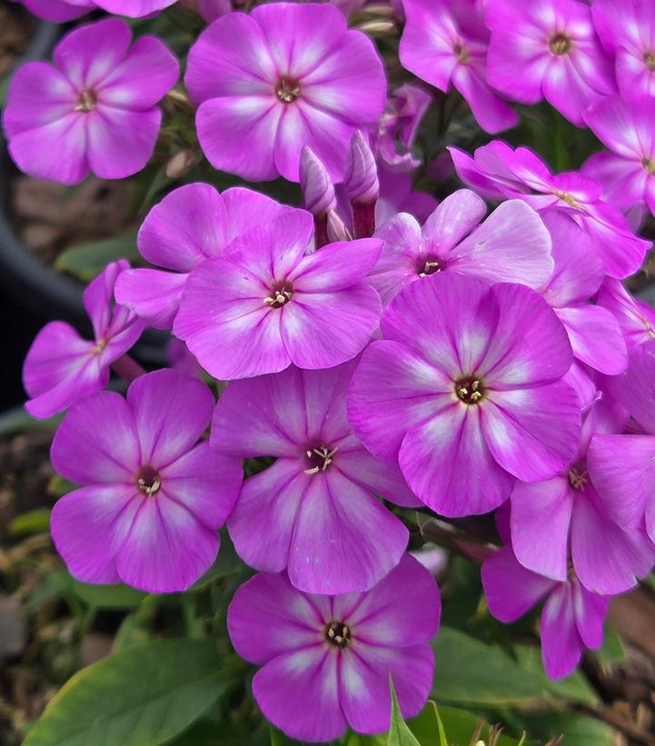 Phlox paniculata Flame® Pro Lilac