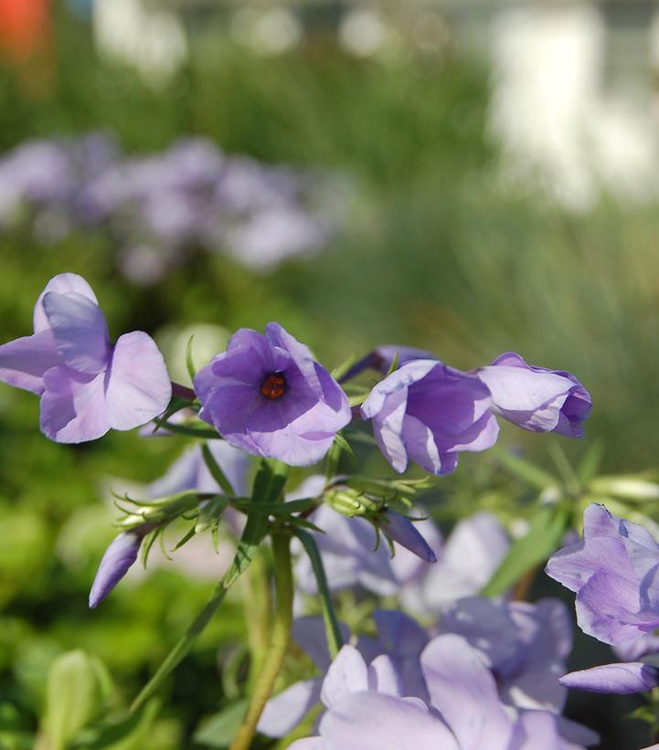 Phlox stolonifera 'Blue Ridge'