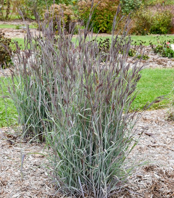 Andropogon hybrid Prairie Winds® 'Blue Steel'