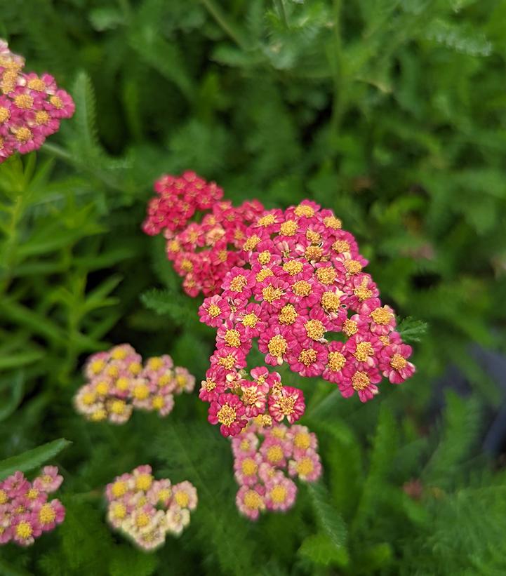 Achillea millefolium Skysail Fire
