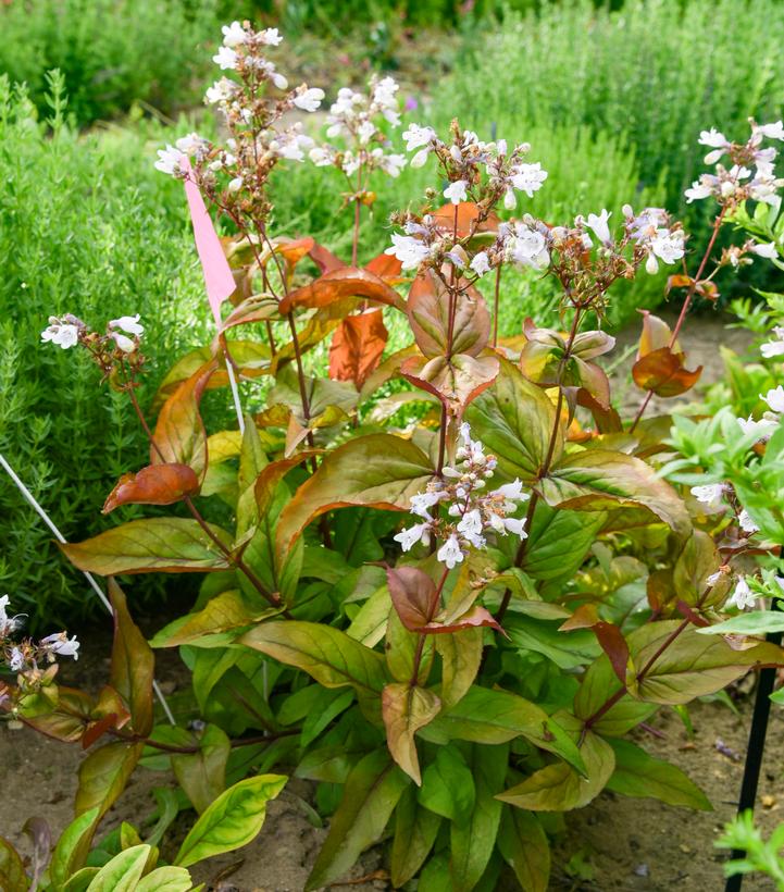 Penstemon Prairie Palooza&reg; 'Copper Tones'