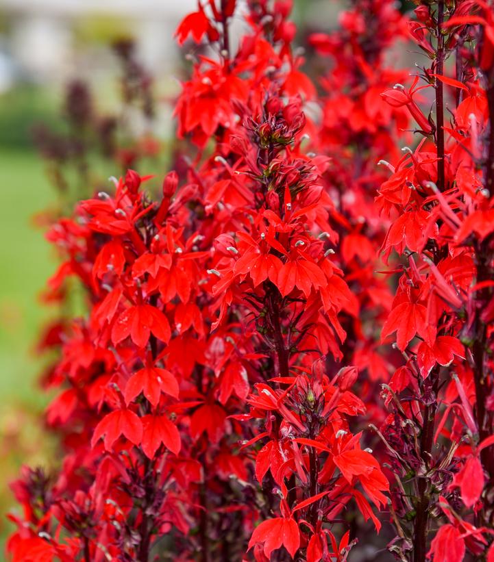 Lobelia speciosa Flutterjoy&trade; 'Neon Flame'