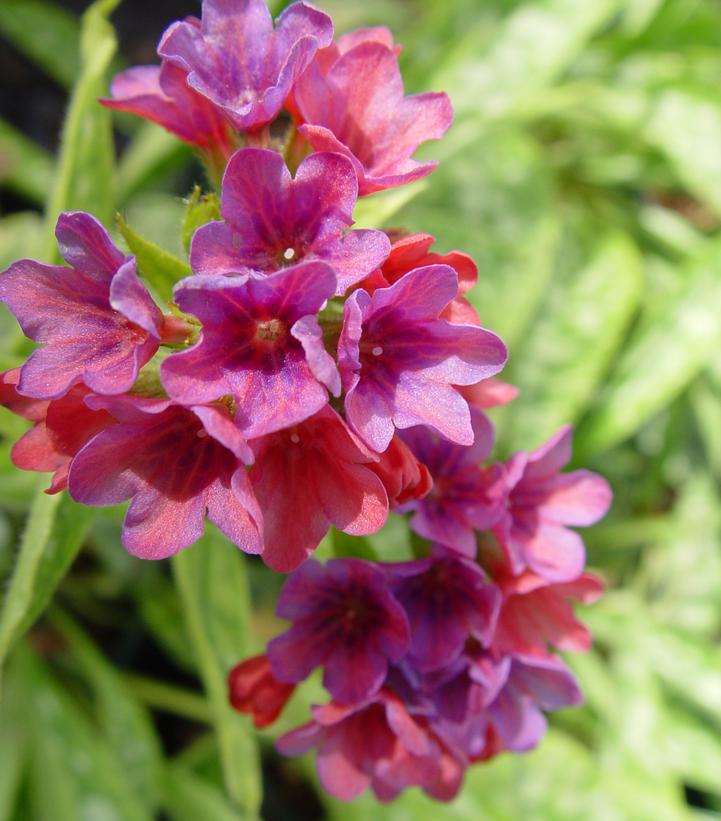 Pulmonaria 'Raspberry Splash'